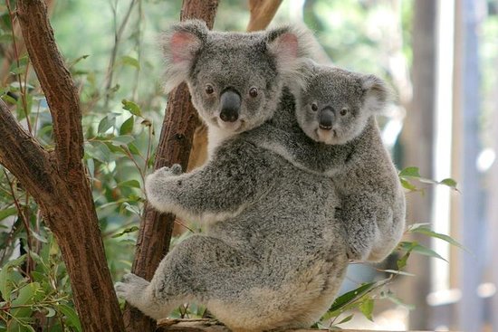 lone pine koala sanctuary